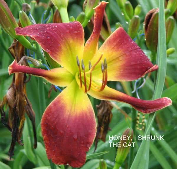 HONEY, I SHRUNK THE CAT